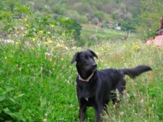 Fotos de perros